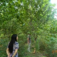 供應(yīng)：10-13CM櫻花，三千棵