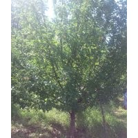 金玉苗木長期供應京紅海棠樹