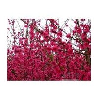 紅葉龍珠碧桃苗木/山桃大苗/山杏苗/汶陽桃樹苗