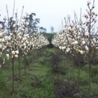 白玉蘭，南京白玉蘭最新報(bào)價(jià)——南京江北雪松苗圃場