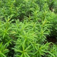 紫薇紅豆杉青楓紅楓檫木羅漢松桂花濕地松馬尾松江南榿木紫薇池杉