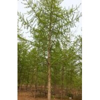 山東銀杏|山東銀杏銷售