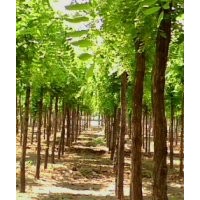 香花槐基地、專營(yíng)8公分香花槐