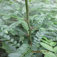 江蘇名貴藥材樹皂角苗山皂莢樹苗批發(fā)1米高皂莢苗產(chǎn)刺高