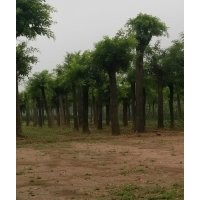 國槐茶條槭大葉女貞紅葉李桂花