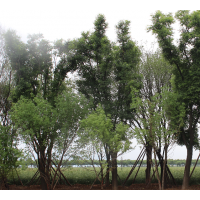 西安供應、山杏、碧桃、油松、茶條槭、國槐、蒙古櫟、女貞、桂花