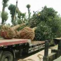 供應(yīng)欏木石楠