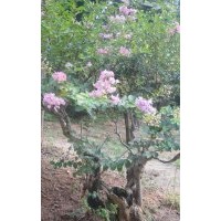 安慶龍山名樹園出售大規(guī)格紫薇