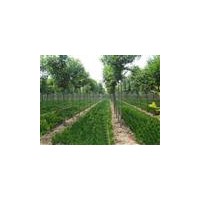 國(guó)槐，白蠟，柳樹(shù)，檉柳，榆樹(shù)，法桐