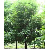 成都天竺桂價(jià)格 成都天竺桂報(bào)價(jià) 天竺桂品種 天竺桂規(guī)格