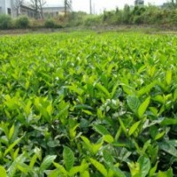 成都大葉梔子價(jià)格 成都大葉梔子報(bào)價(jià) 大葉梔子品種 大葉梔子規(guī)格