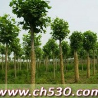 國槐價格安徽銅陵裸根截桿國槐土球全冠國槐皂角價格