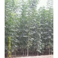 中國(guó)山東哪里有賣合歡的，合歡樹苗哪里有賣？