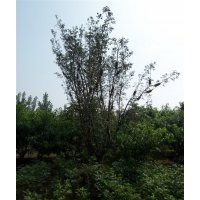 出售聞香果 香花槐