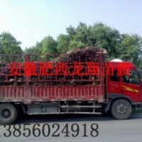 紅葉李、香樟、大葉女貞、紫薇、欒樹、無患子