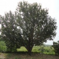 出售綠化首選八棱海棠樹