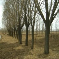 山東惠民縣大柳樹榆樹刺槐基地