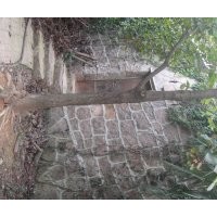 安慶龍山名樹(shù)園出售報(bào)春花