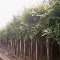 大量供應各種規(guī)格，金葉榆