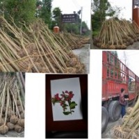 批量供應(yīng)【大紅紫薇】，量大從優(yōu)