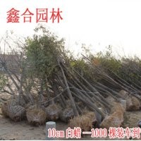 山東白蠟： 專供5-8-10-12-15公分山東白蠟