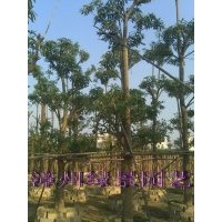 盆架子供應(yīng)，盆架子報(bào)價(jià)，盆架子批發(fā)