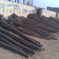 榆樹苗，榆樹基地，榆樹價格，山東榆樹，濱州榆樹，保定榆樹