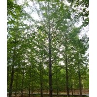 銀杏實生樹，銀杏小苗，專業(yè)供應