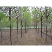 供應(yīng)白蠟 國槐 柳樹 榆樹等綠化苗木