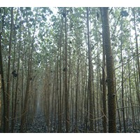 供107楊 毛白楊 國槐 法桐等