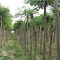 大批量供應(yīng)優(yōu)質(zhì)國槐