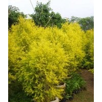 福建黃金寶樹便宜出售