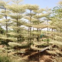 錦葉欖仁,層托欖仁錦葉行道樹(shù)