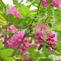 供應(yīng)1-3公分香花槐