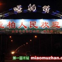 紫葉矮櫻|陜西營養(yǎng)缽紫葉矮櫻|紫葉矮櫻規(guī)格齊全