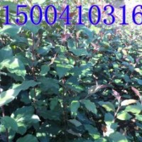 絢麗海棠苗-低價(jià)出售絢麗海棠苗大量