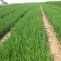 側(cè)柏|陜西側(cè)柏|甘肅側(cè)柏|內(nèi)蒙側(cè)柏|四川側(cè)柏銷售