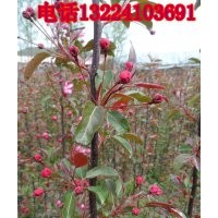 紅肉海棠/紅肉海棠價格