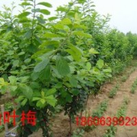 供3公分的榆葉梅，美人梅，紅葉李哪里有？