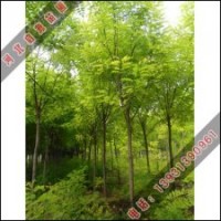 香花槐的種植技術(shù)