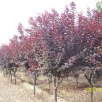 中華太陽(yáng)李接穗、中華太陽(yáng)李1-2年生樹(shù)苗