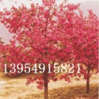 北美海棠，木瓜海棠，木瓜苗，流蘇苗，果樹苗，北美海棠芽苗接穗