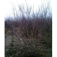 常年供應(yīng)叢生紫荊、叢生木槿、叢生紫薇、叢生紅瑞木等綠化苗