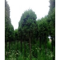 出售一批高桿蜀檜、木槿、紫荊、櫸樹、欒樹等綠化苗