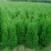 河南檜、大葉女貞 、紅葉石楠、黃金柳、紫薇、國槐、北欒、玉蘭