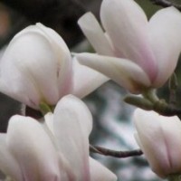 優(yōu)質(zhì)湖北白玉蘭直銷