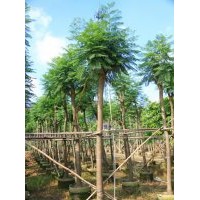 供應各種規(guī)格藍花楹