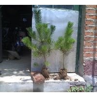 供應(yīng)70公分油松苗 油松小苗