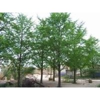 供1-80公分銀杏樹(shù)