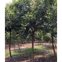 江蘇東臺(tái)大葉女貞3-13公分大量出售